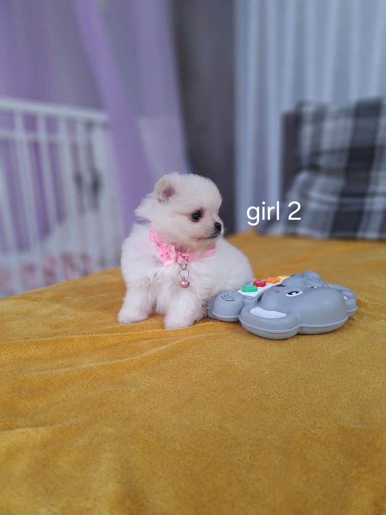 Beautiful pomeranian Teddy bear pomeranian puppies 