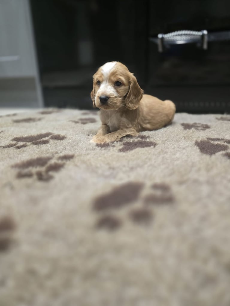 Show Cocker Spaniel Puppies 