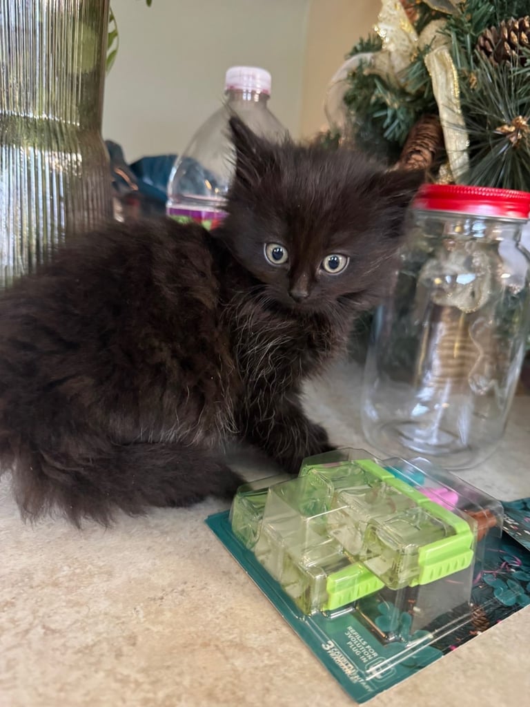 5 kittens ready for forever homes 