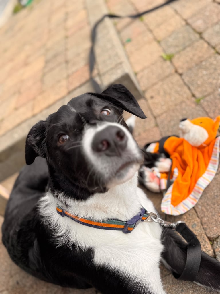 Collie/lab 9 month old 