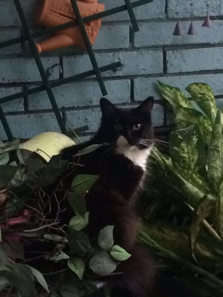 Female Cat 