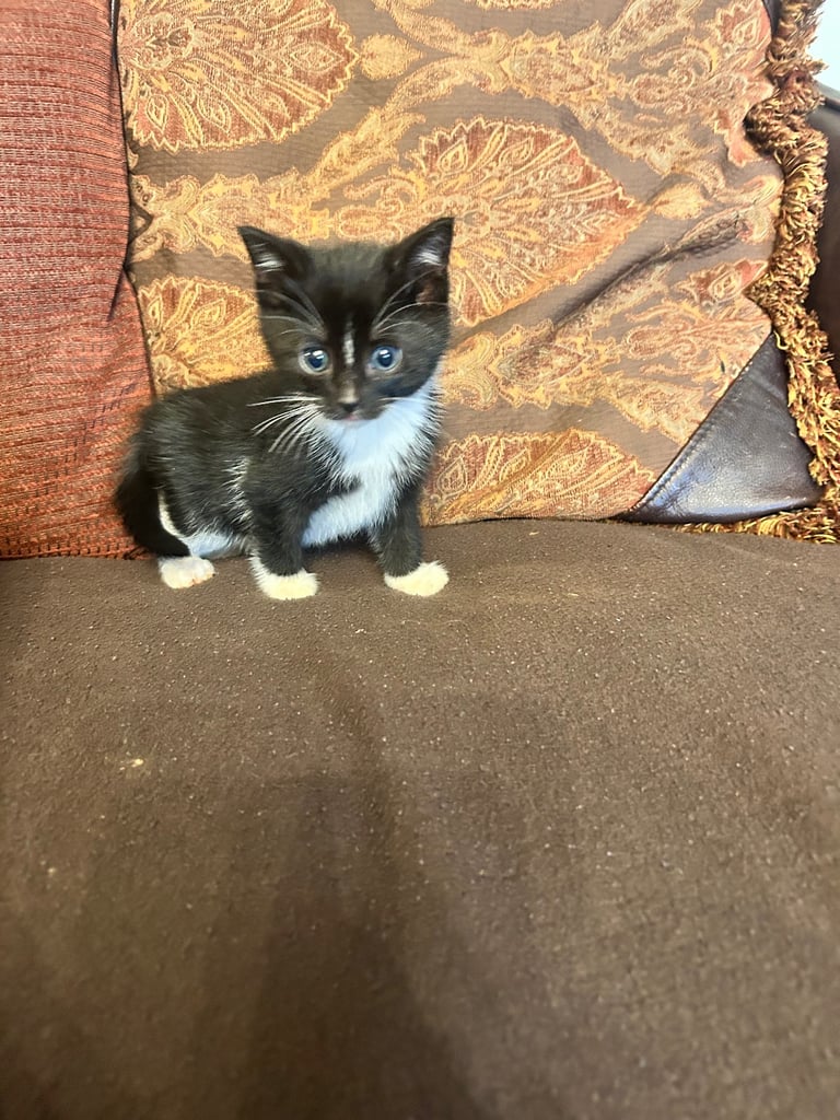 Gorgeous kittens 