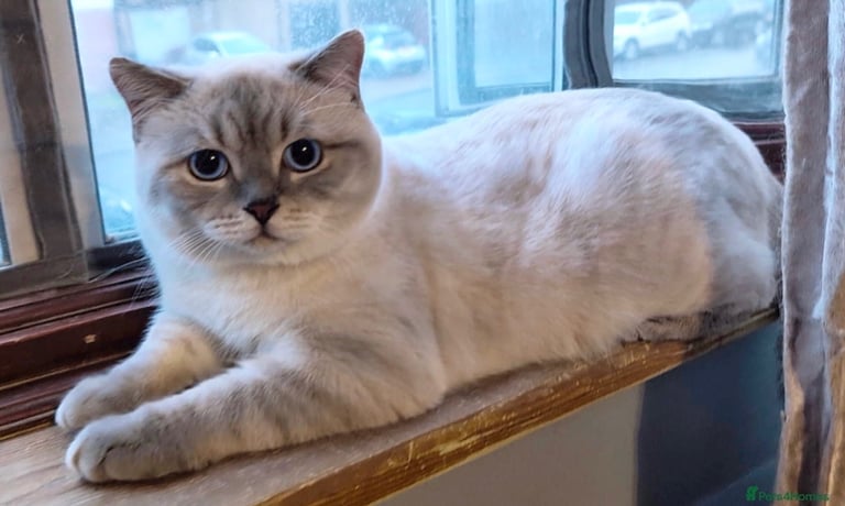 GCCF BRITISH SHORTHAIR & BRITISH LONGHAIR KITTENS