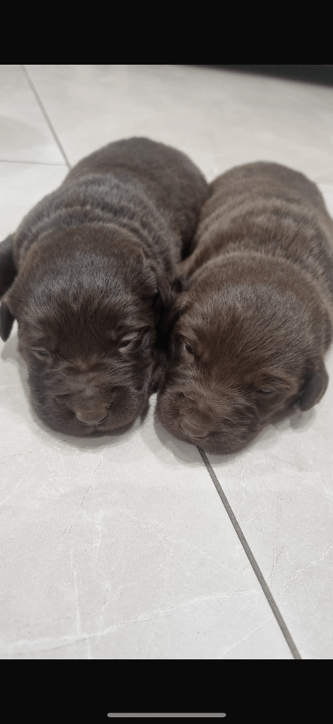 Chocolate Lab/Collie cross pups