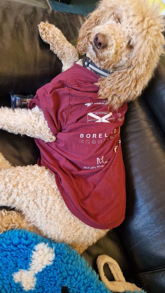 Kc  female standard poodle,health tested, 2 years old