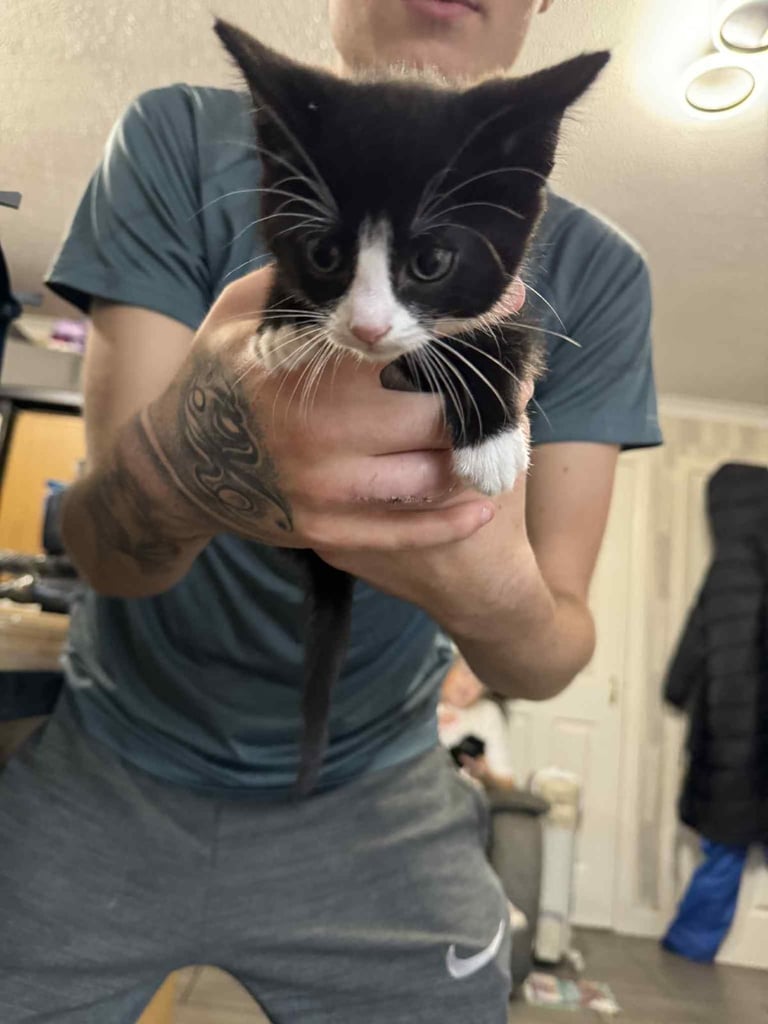 Kittens for sale 