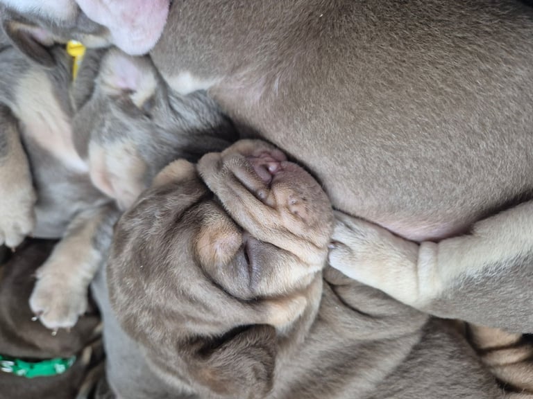 Olde english x english bulldog 