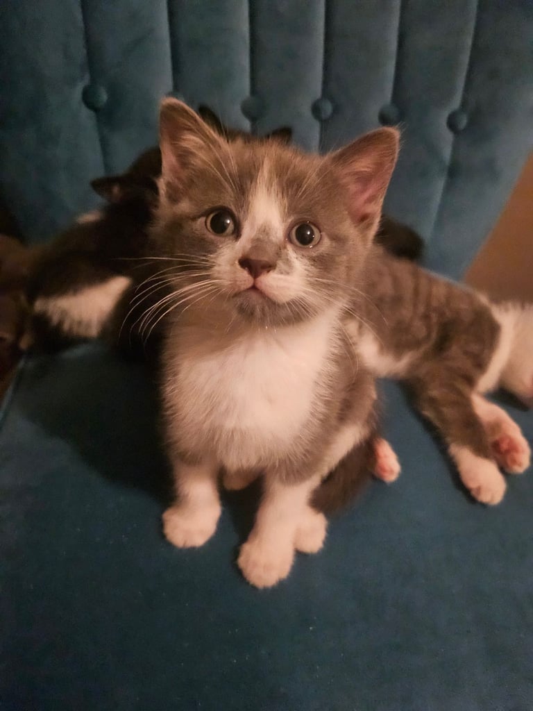 Beautiful British Short haired mixed breed kittens 