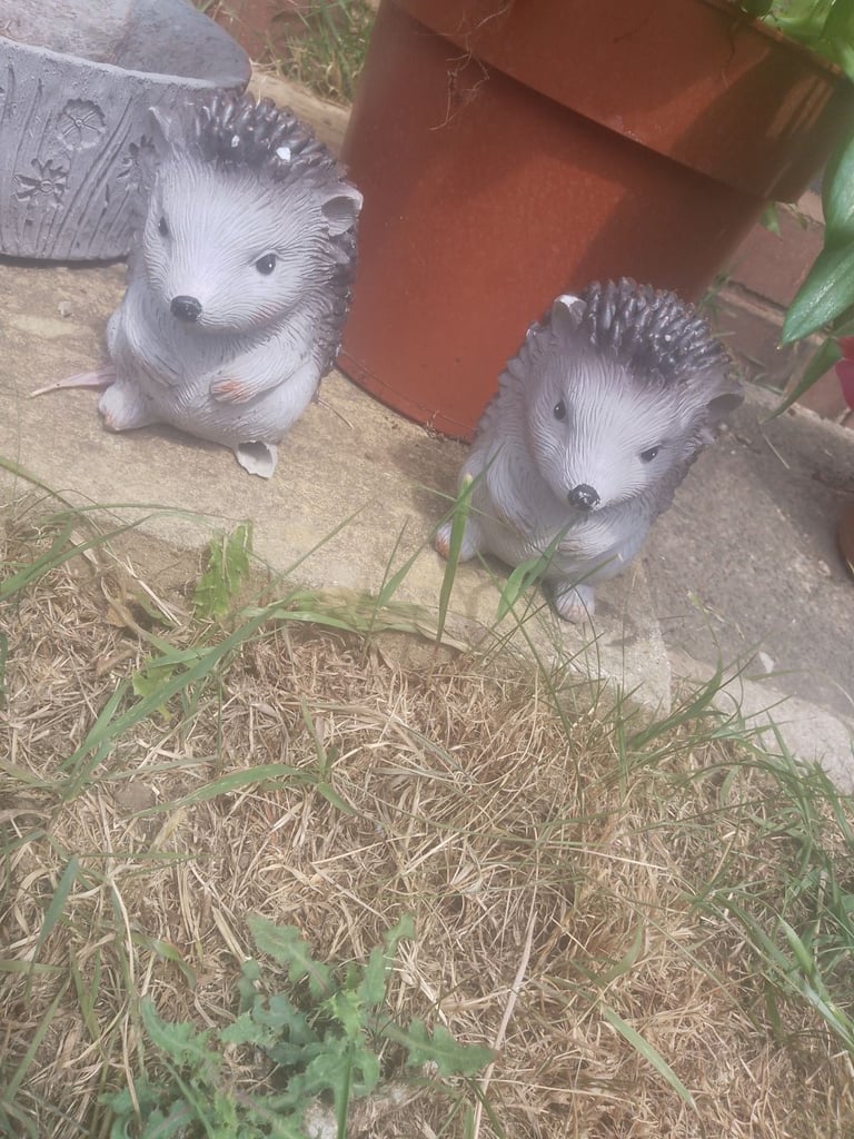 Hedgehogs for sale in West Midlands Gumtree