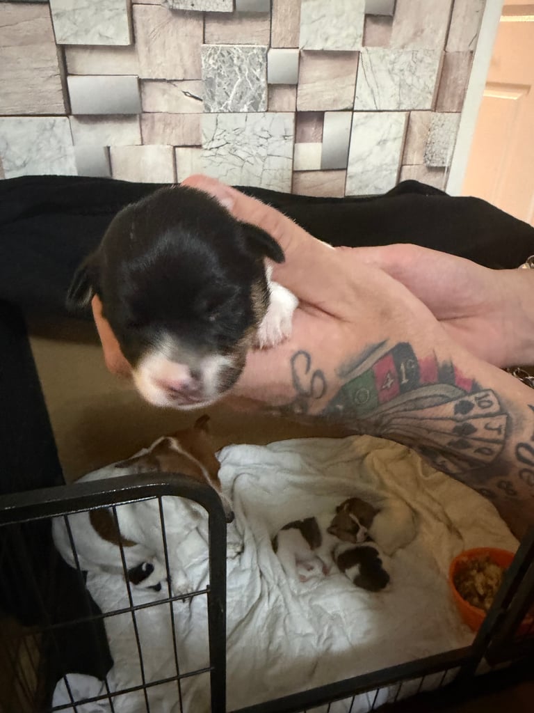 Stunning Jack Russell terriers 