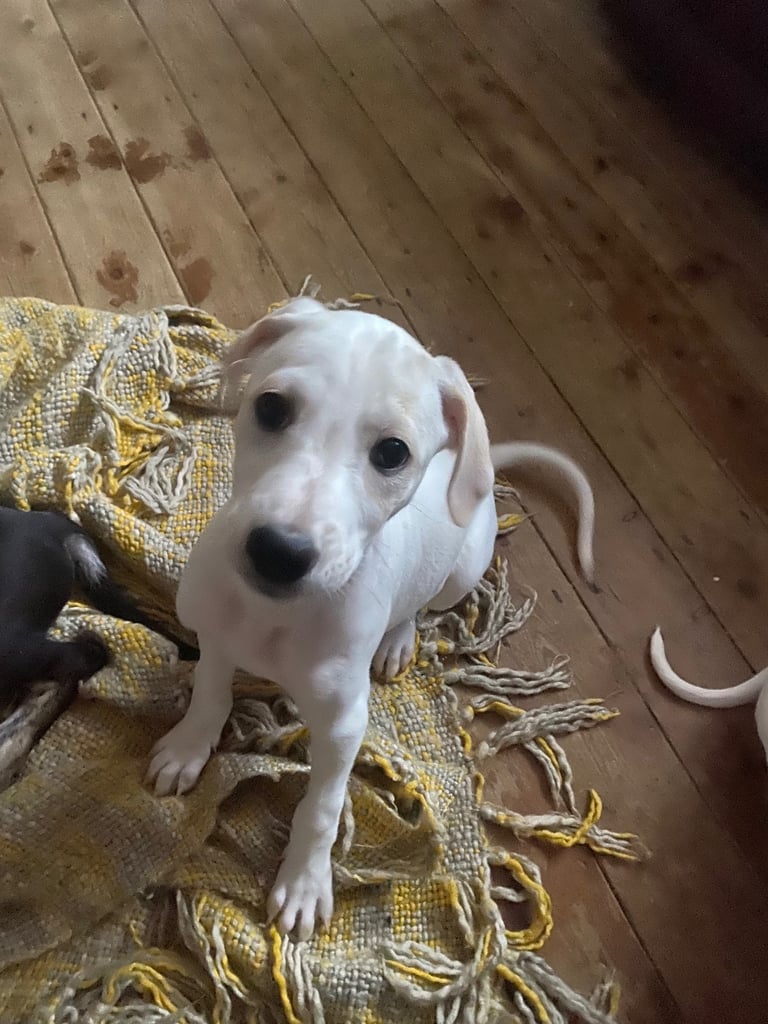 Lurcher pups