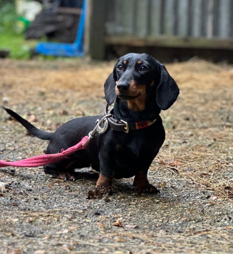 Ready to go! 1 boy left Miniature dachshunds puppies 