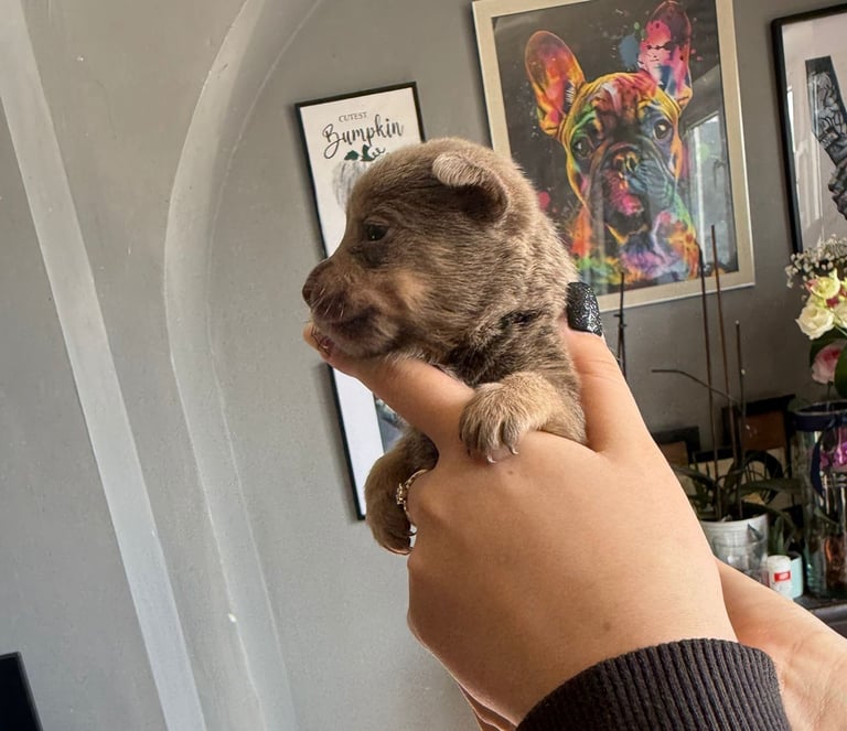 9 * 1 girl left *beautiful dachshund cross pom puppies 