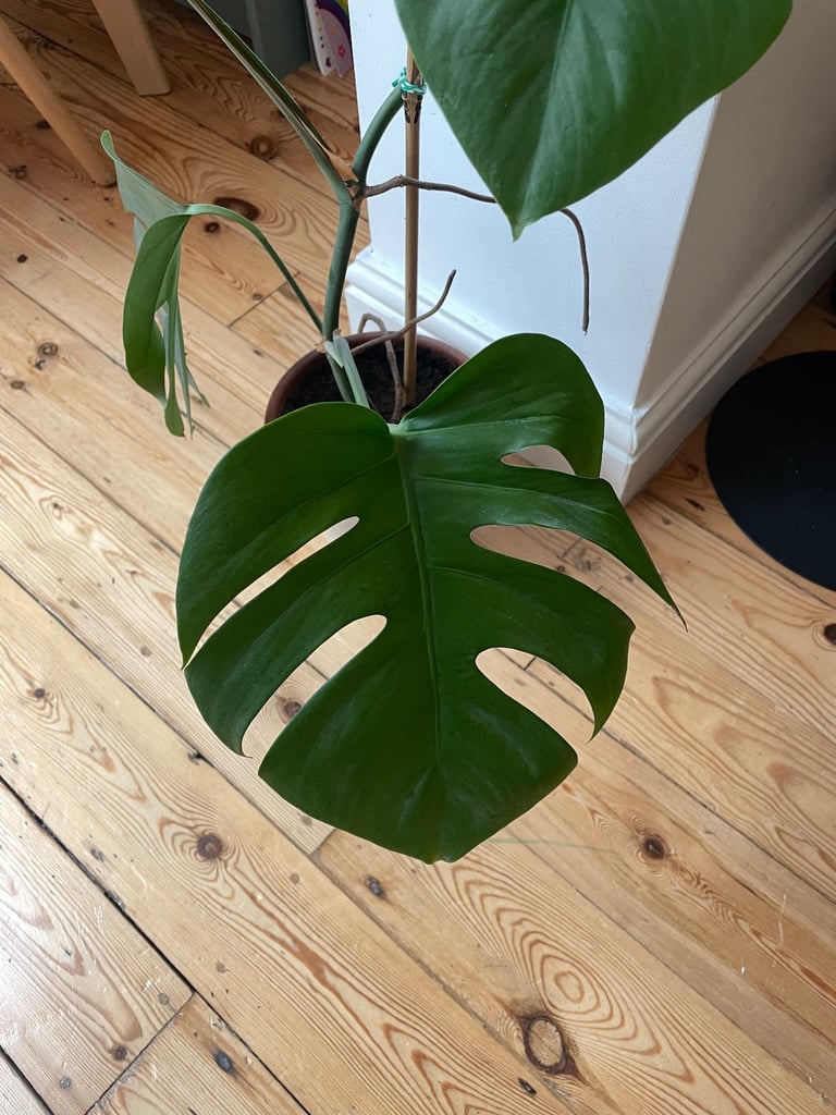 Monstera