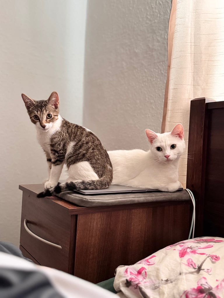 Gorgeous tabby kitten available 