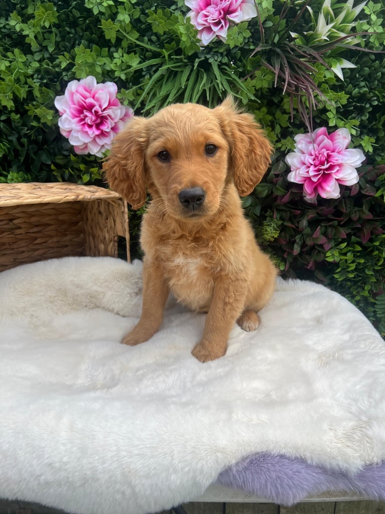 Beautiful Red Golden retrievers 