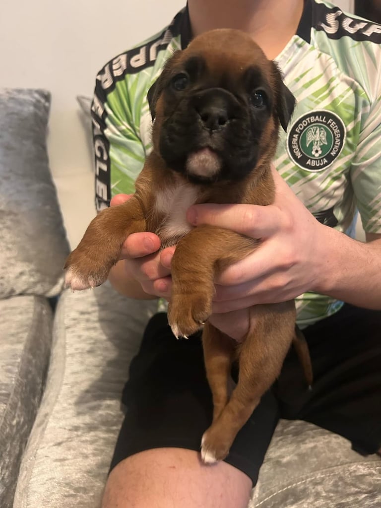 Boxer puppies 
