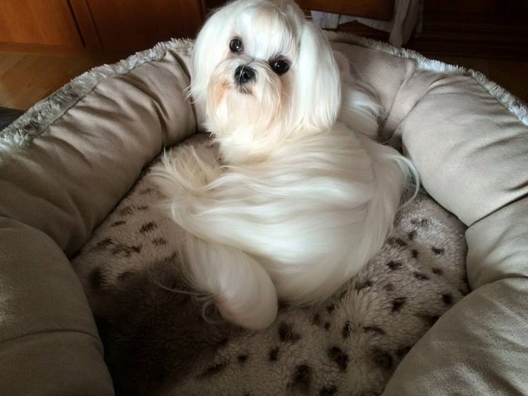 Gorgeous Tiny Maltese Puppies