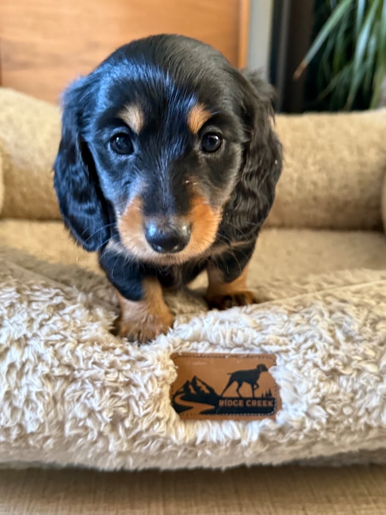 Miniature Dachshund KC registered !!!