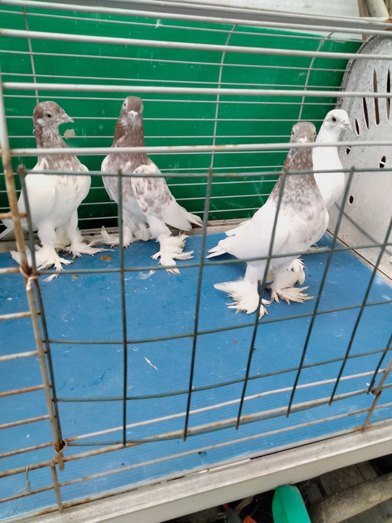 Pigones for sale in London hackney 