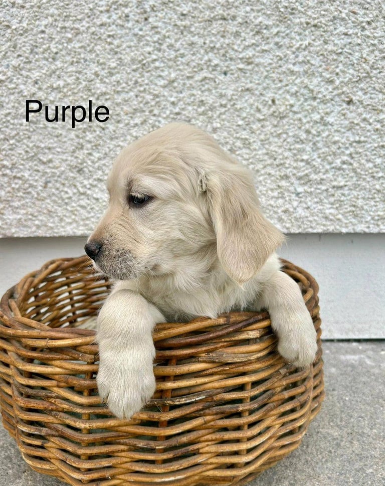 Gorgeous Cream KC Golden Retriever Puppies