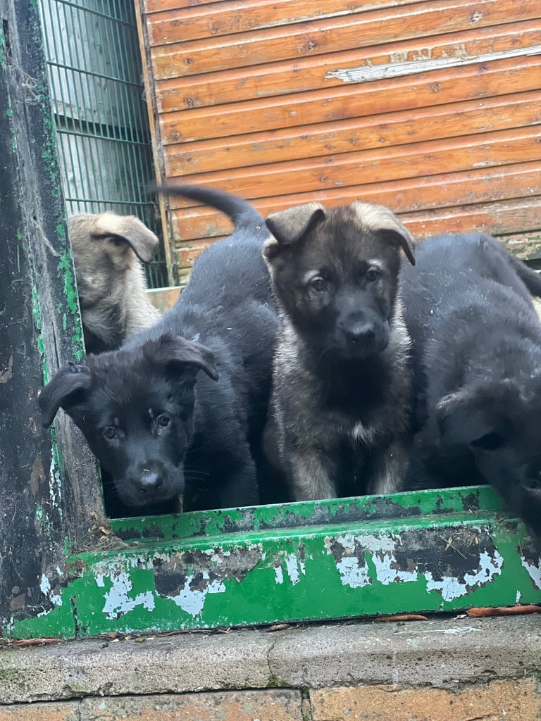 TOP QUALITY CZECH GERMAN SHEPHERDS AVAILABLE!