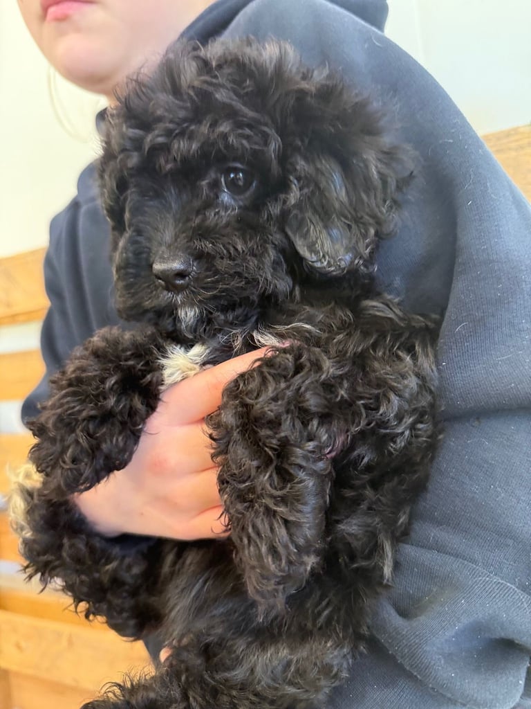 🖤Beautiful curly cavapoo boy 🧸