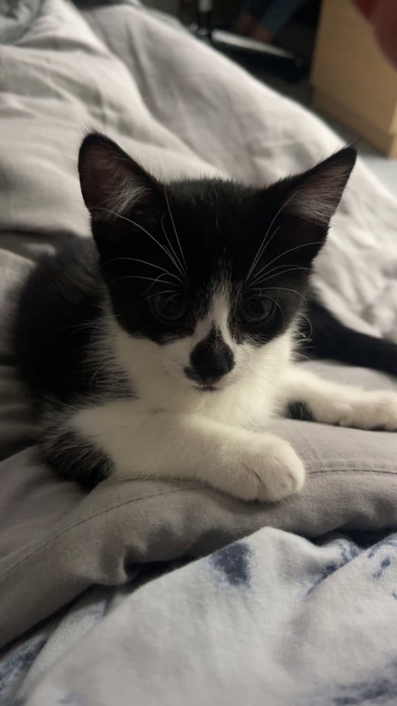 Female Kitten