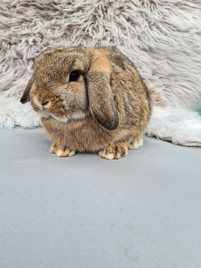 Mini lop##