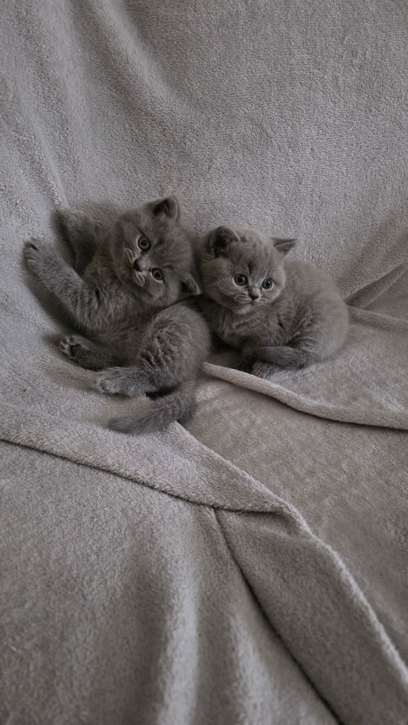image for British Shorthair Kittens - 2 girls
