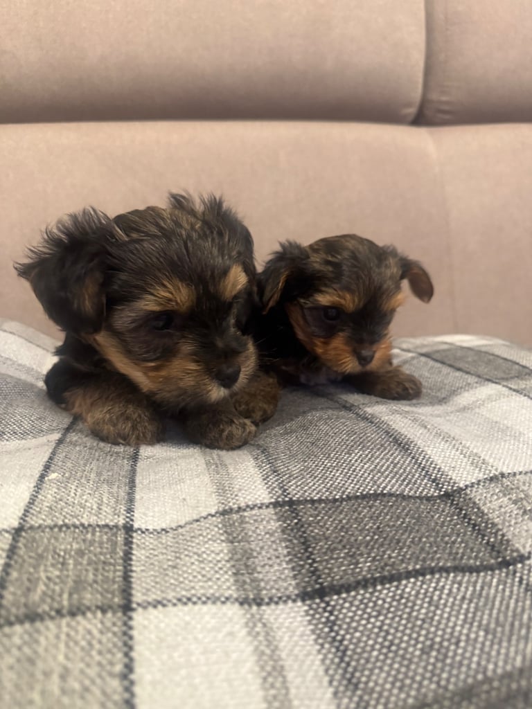 YORK TERRIER 2 BOYS FOR SALE PORTSMOUTH 