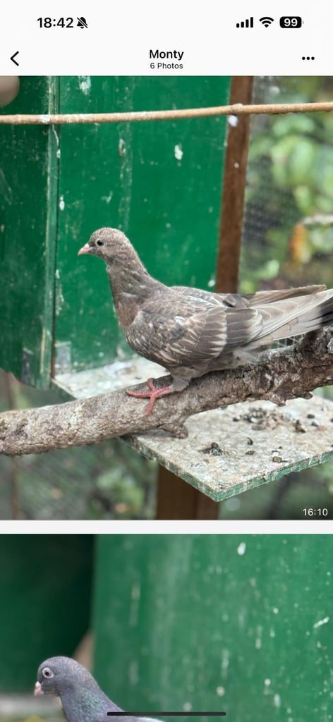 Pigeons for sale 