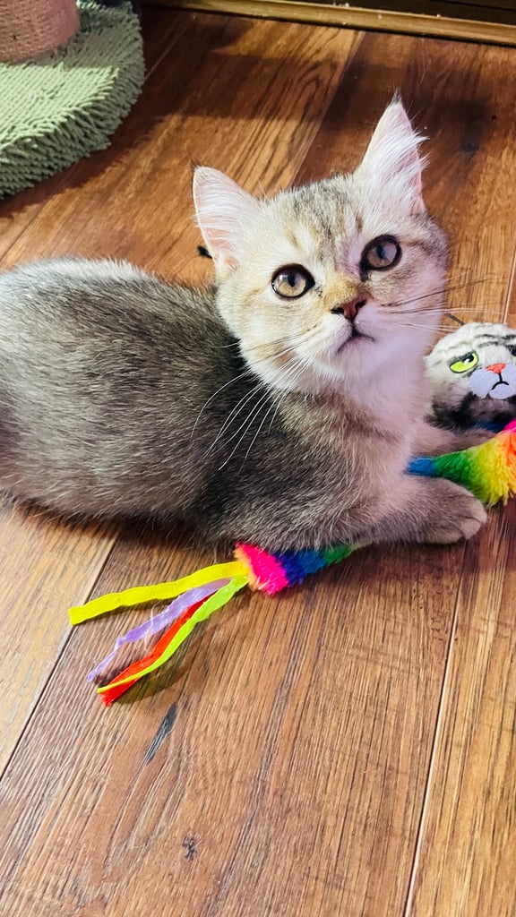 Beautiful BSH boy in rare colour 