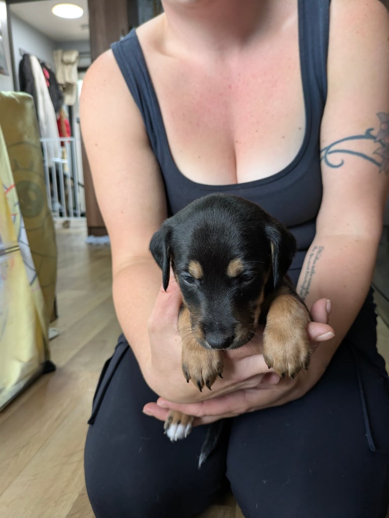 8 Springer, jack X staffy,whippet,saluki,bull greyhound puppies 