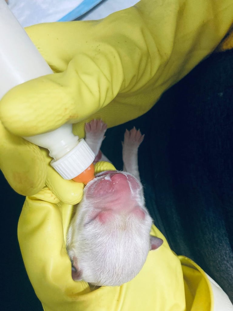 KC Labrador retriever 27.11.2025