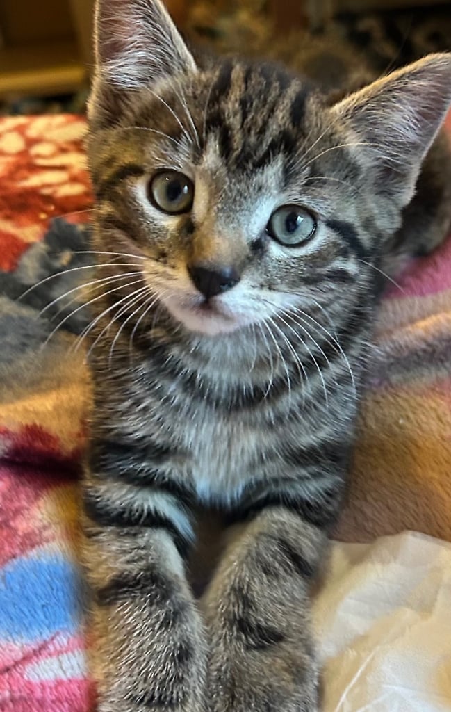 11 week old kittens (2 boys 1 girl)