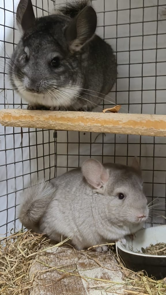 Standard Grey male and female Chinchillas are Ready for the New Beloved Home