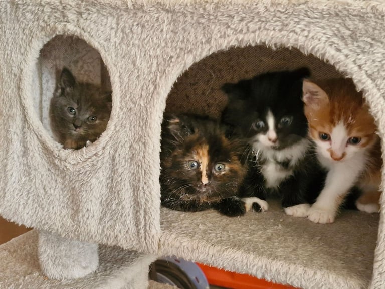 5 Gorgeous kittens for sale 