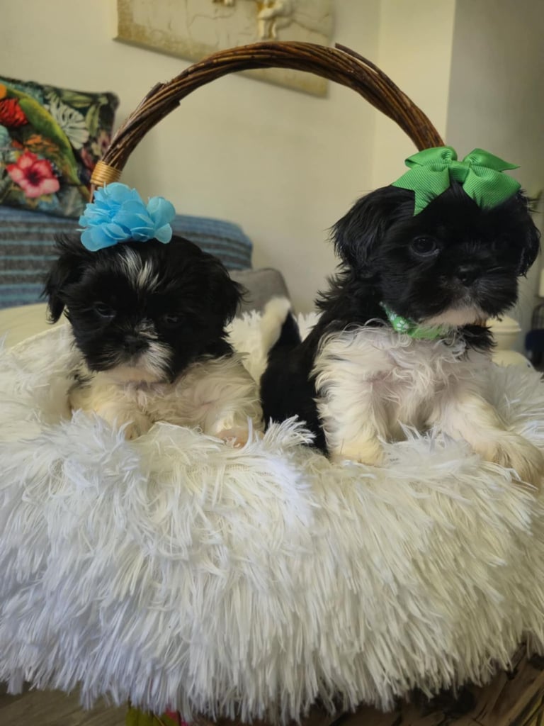 Shih Tzu puppies 2 boys available Ready Now !!!