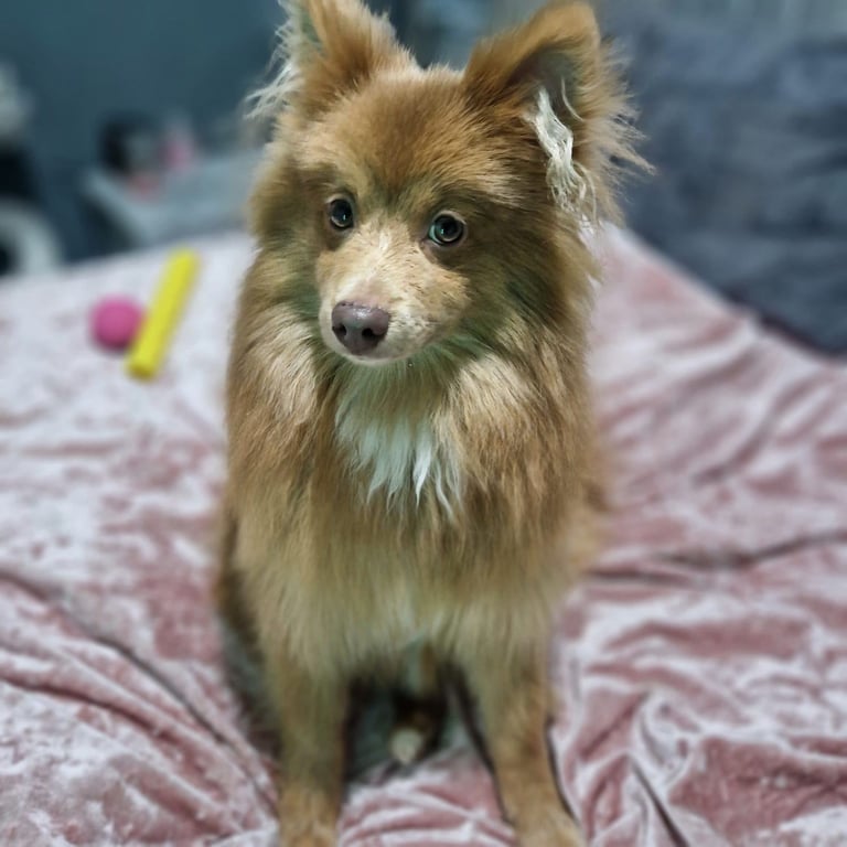 Pomeranian german spitz 8 months old