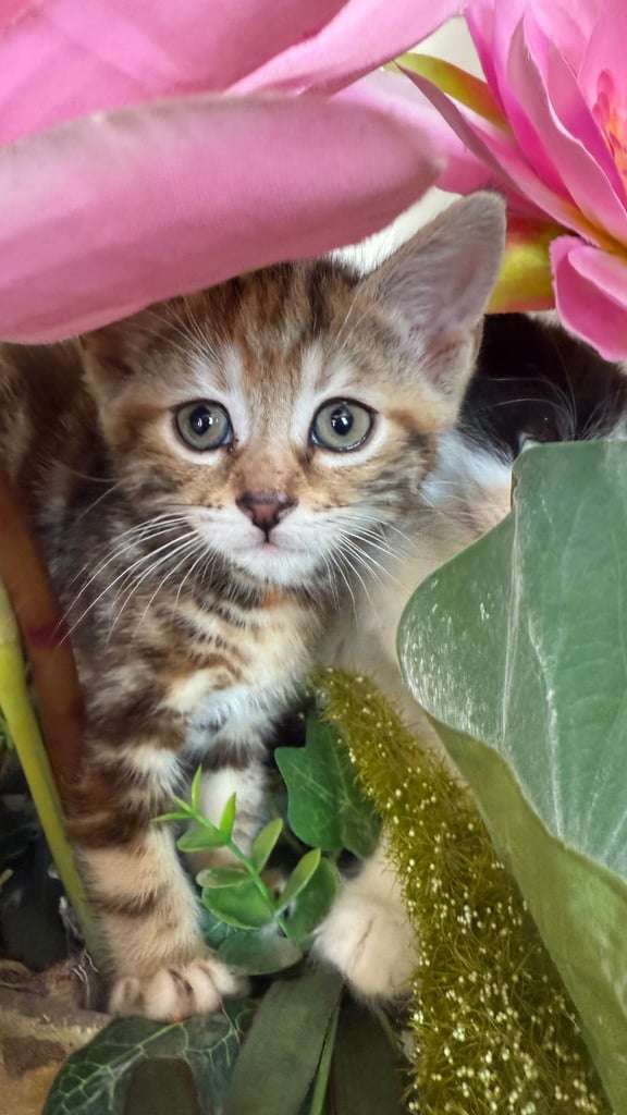 Adorable kitten 🥹🥰