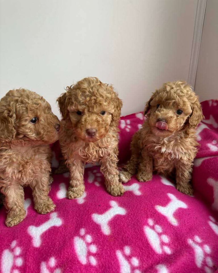 Poodle puppies looking for new homes 