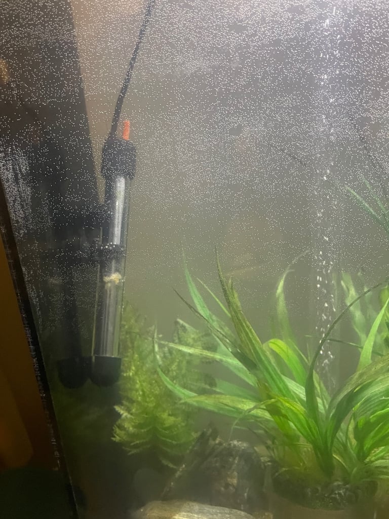 Biorb 60 litre & 2 fish 