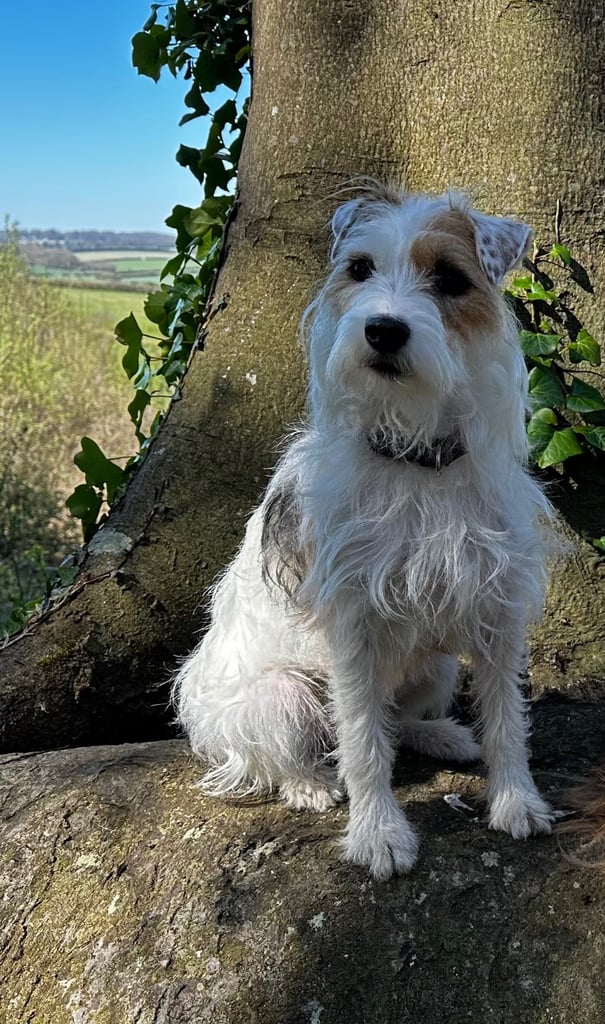 image for Foxwarren Jack Russell