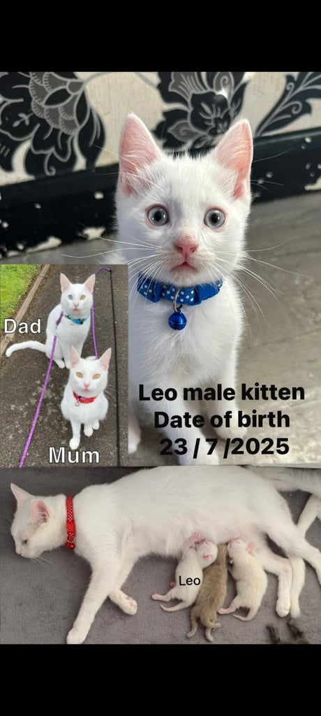 Khao Manee White male kitten