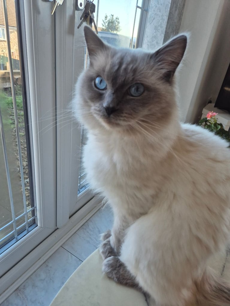 Pure Blue Point Ragdoll Male 