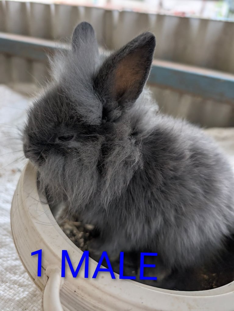 Lionhead bunnies, 8 weeks old 3 x MALES LEFT 