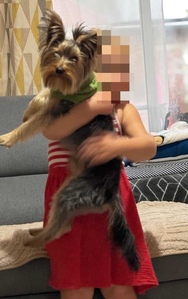 image for Adorable Yorkshire Terrier for Sale – 11 Months Old
