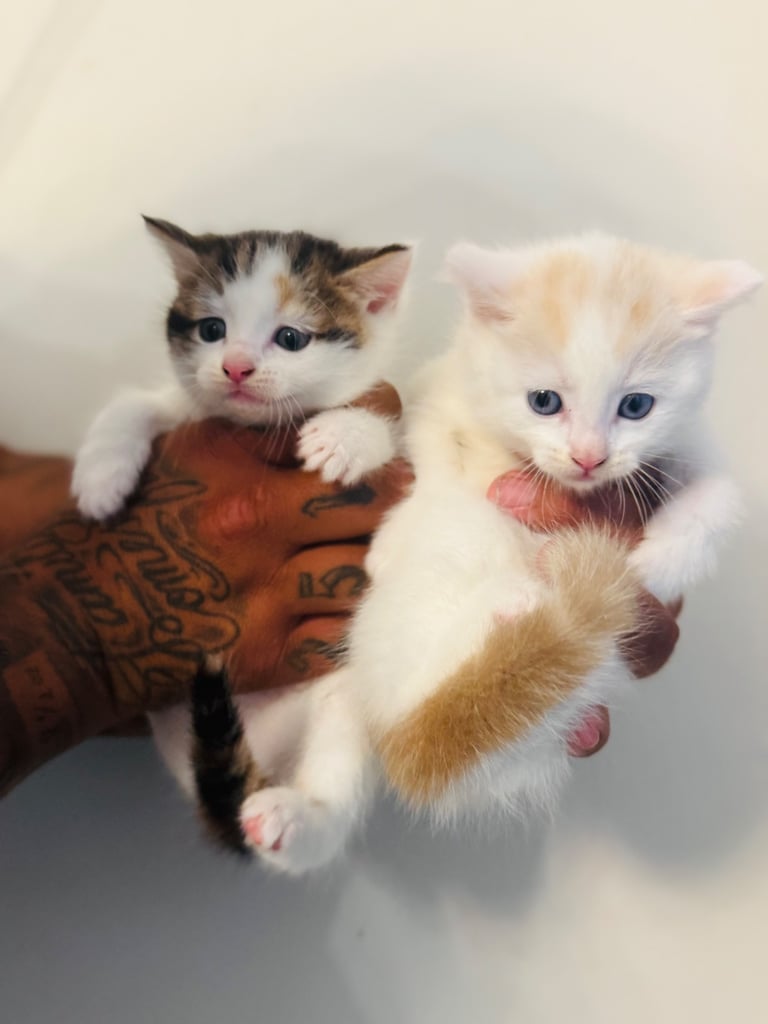Rag doll cross kittens for sale 