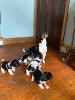 Traditional Jack Russell puppies for sale 